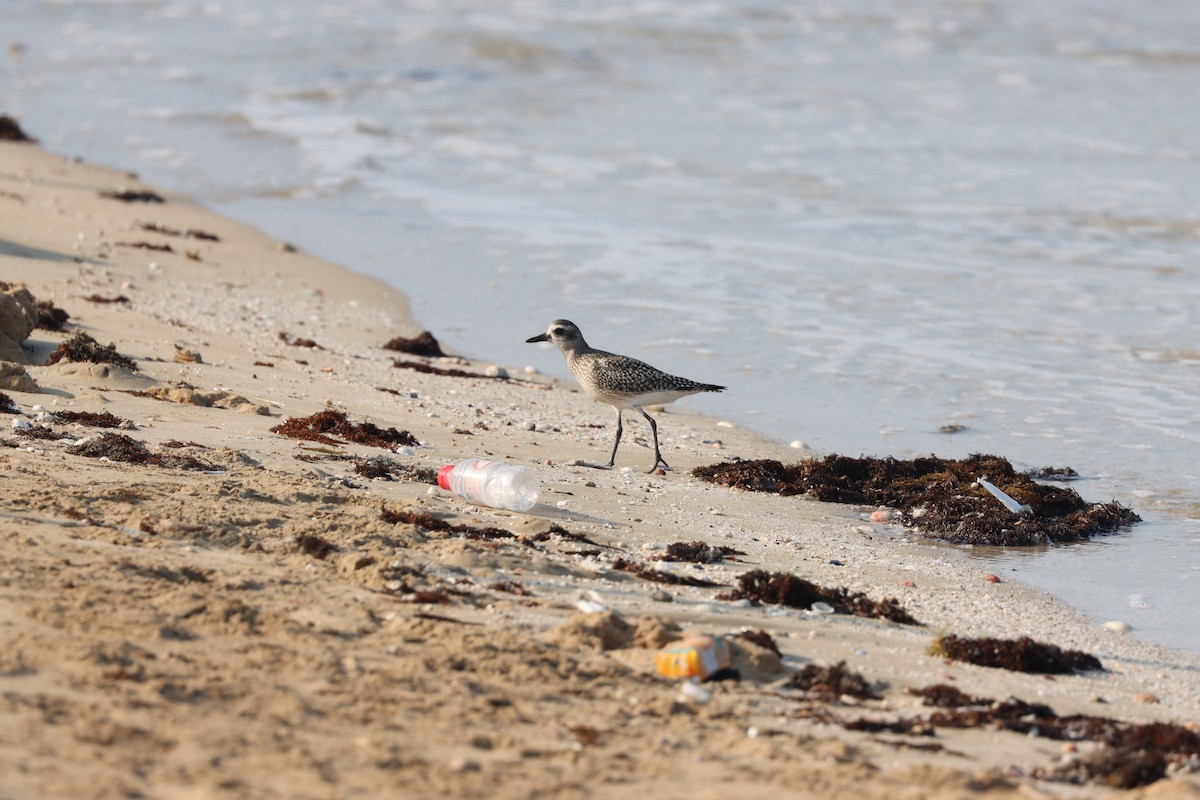 Black-bellied Plover - ML645484310