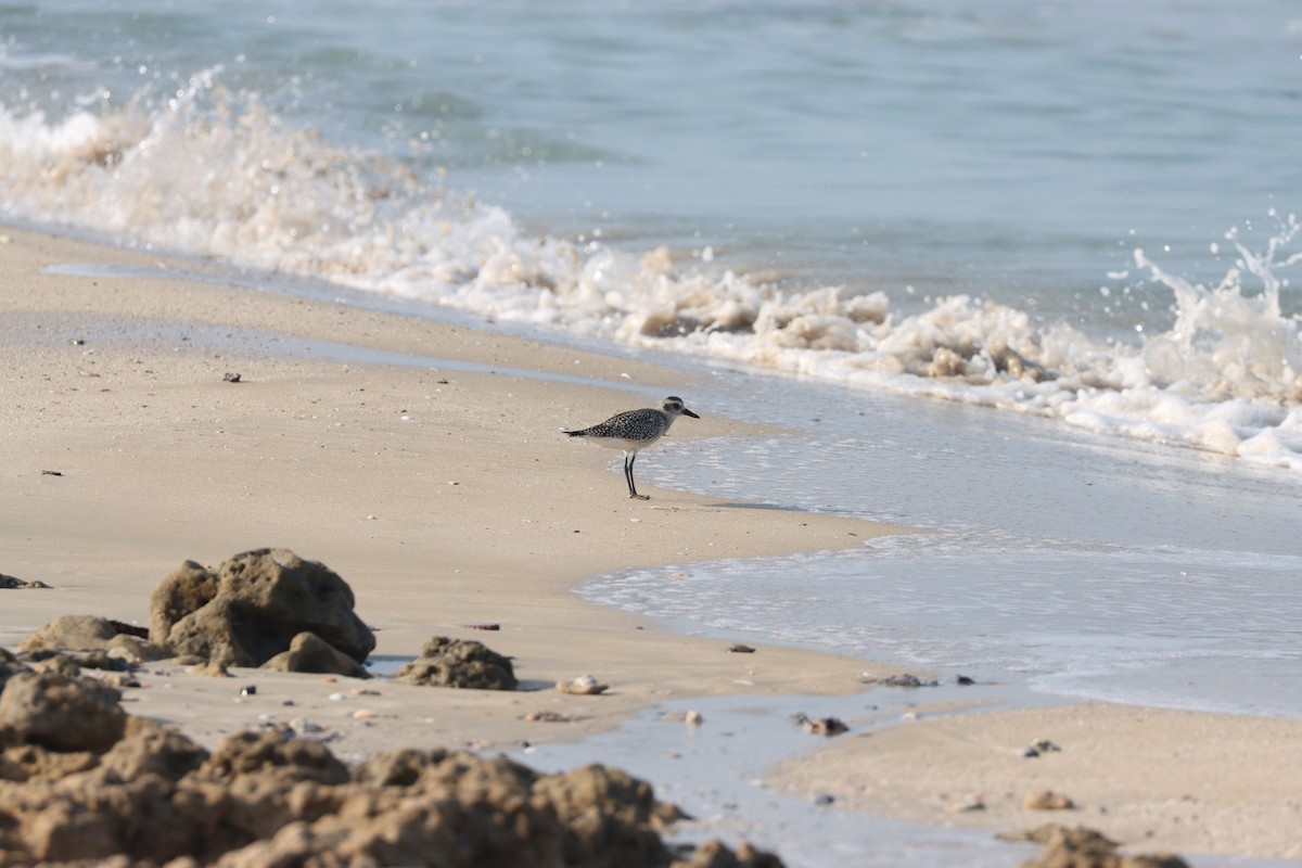 Black-bellied Plover - ML645484311