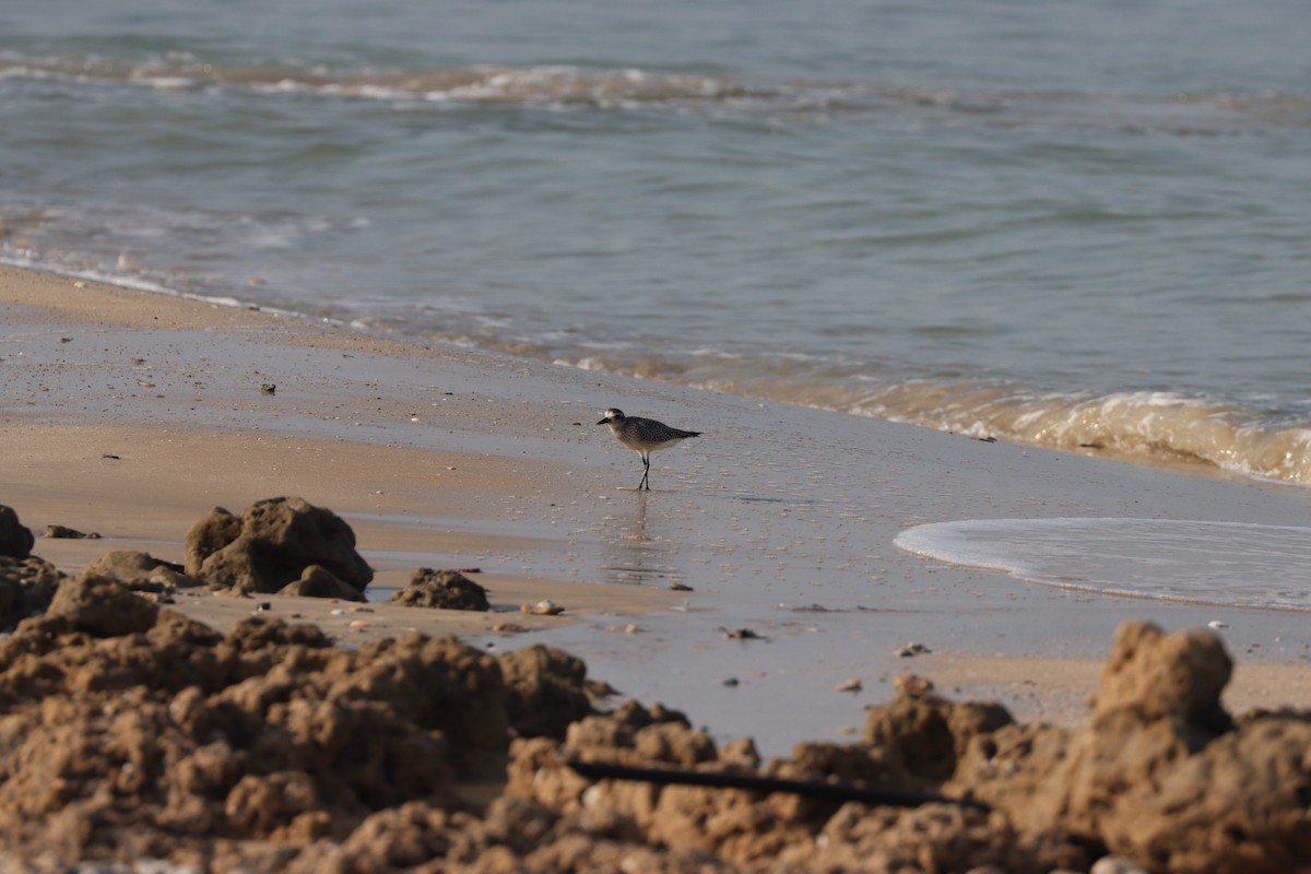 Black-bellied Plover - ML645484312