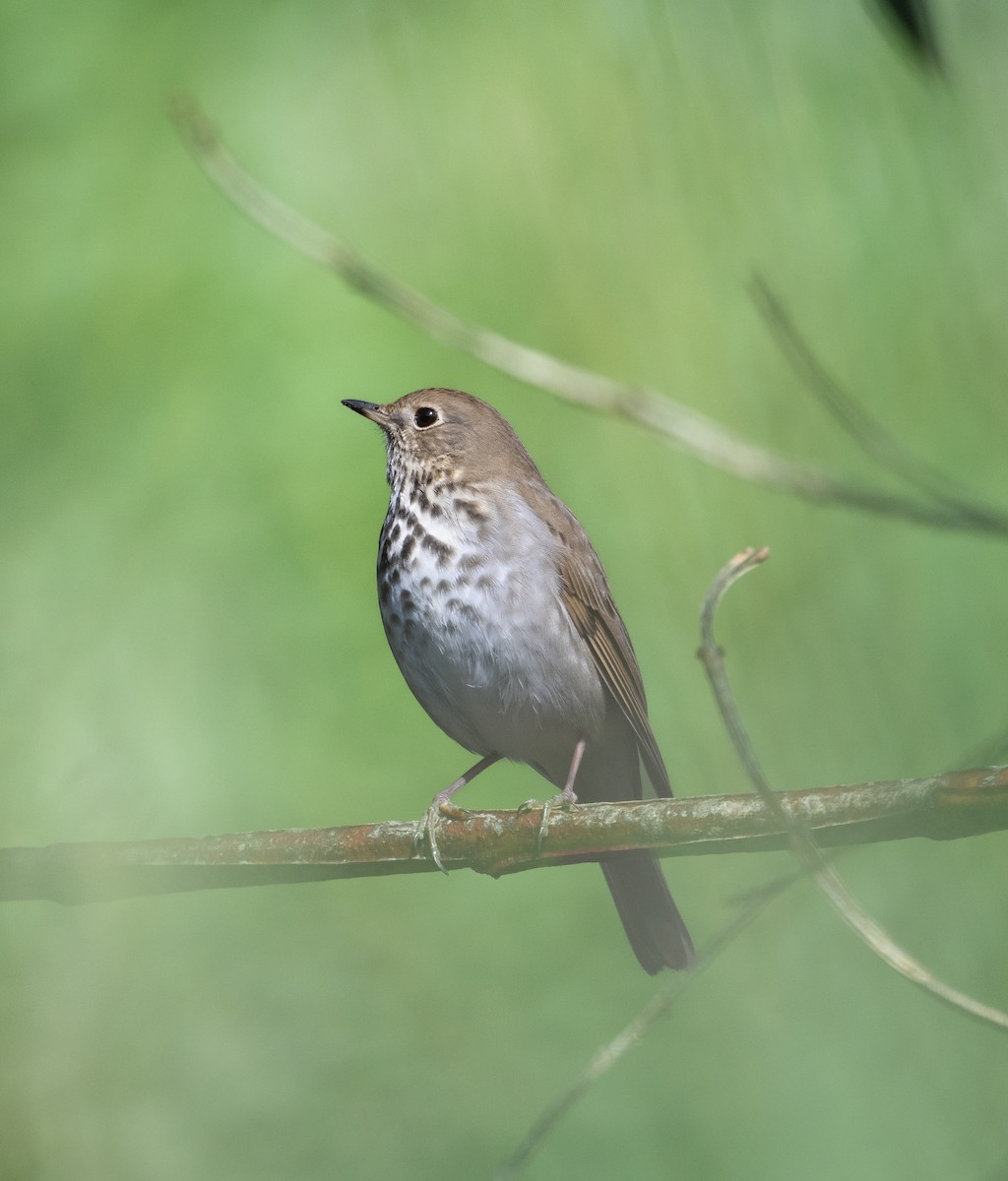 Hermit Thrush - ML645484326