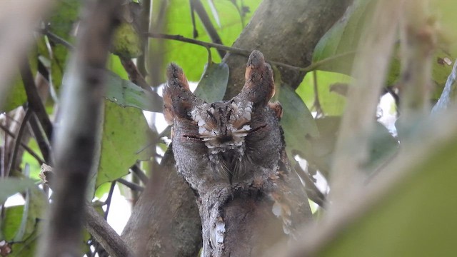 Oriental Scops-Owl - ML645484400