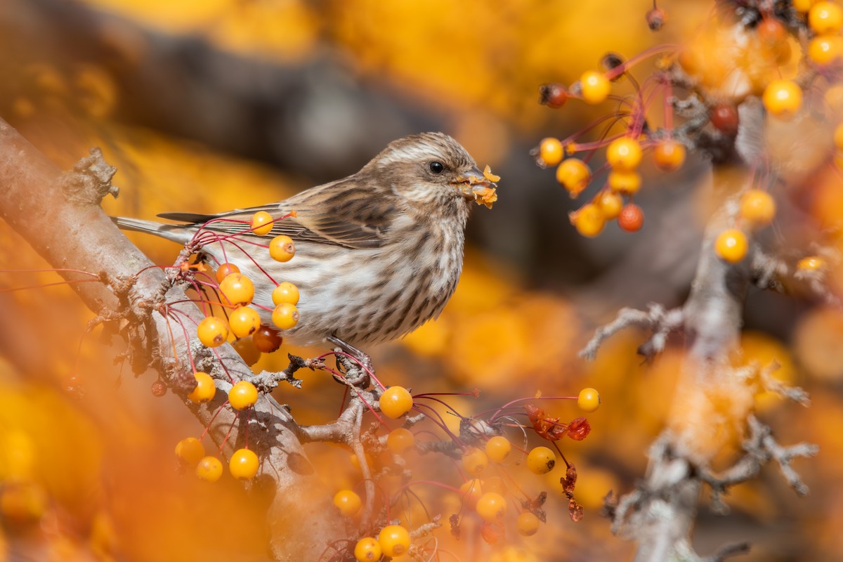 Purple Finch - ML645484408