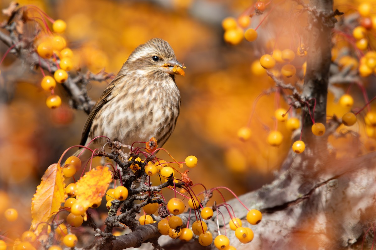 Purple Finch - ML645484409