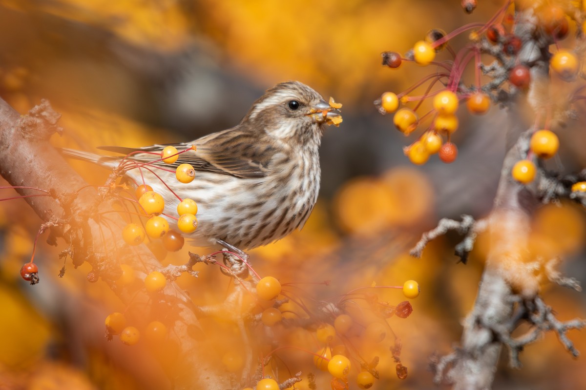 Purple Finch - ML645484410