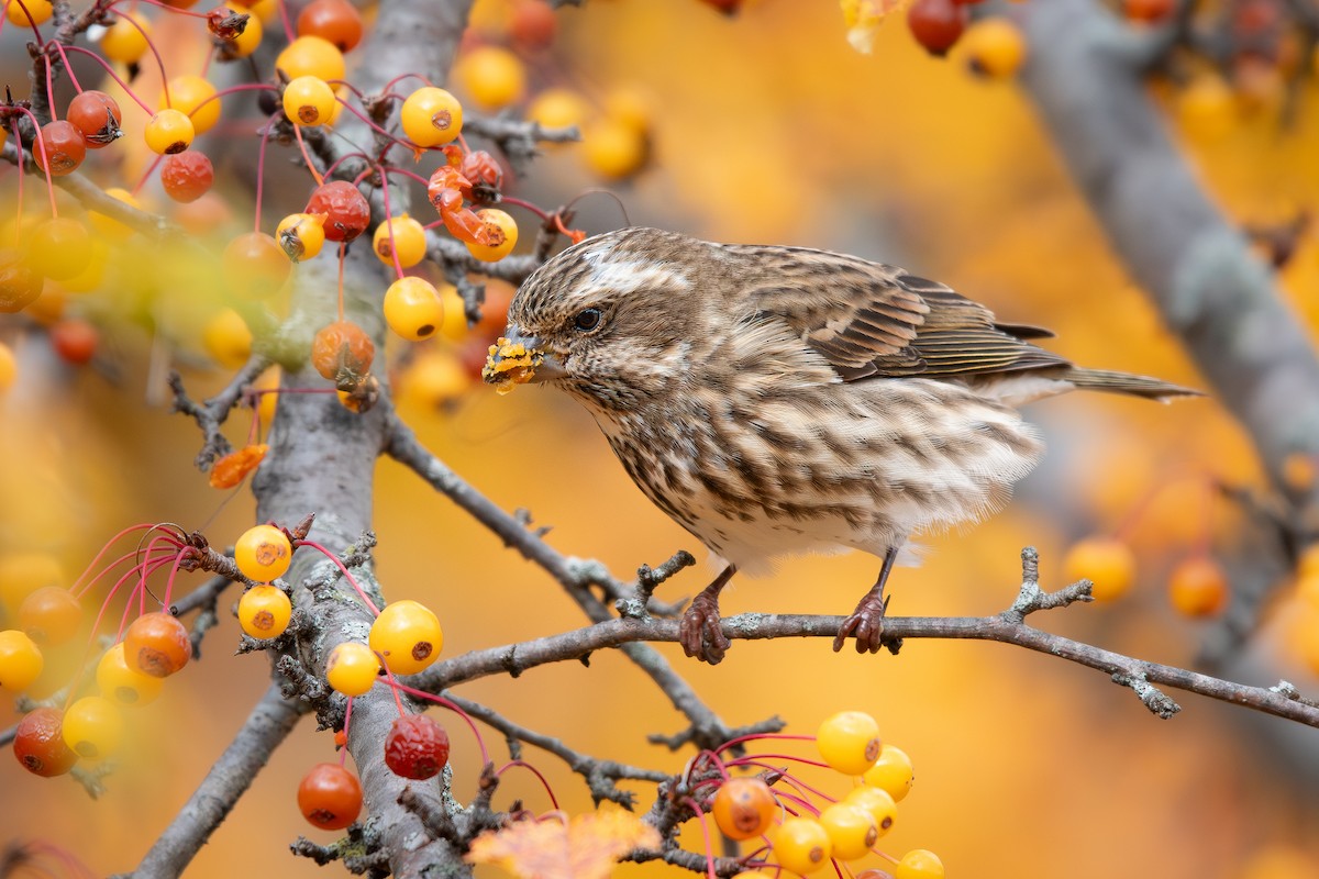 Purple Finch - ML645484411