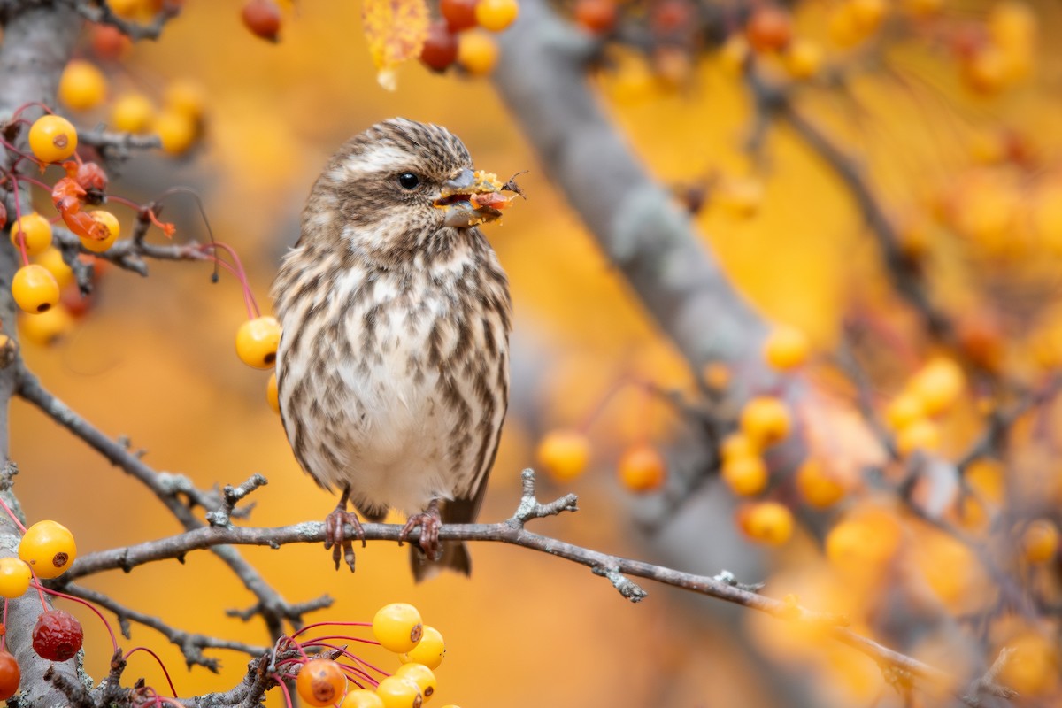 Purple Finch - ML645484412