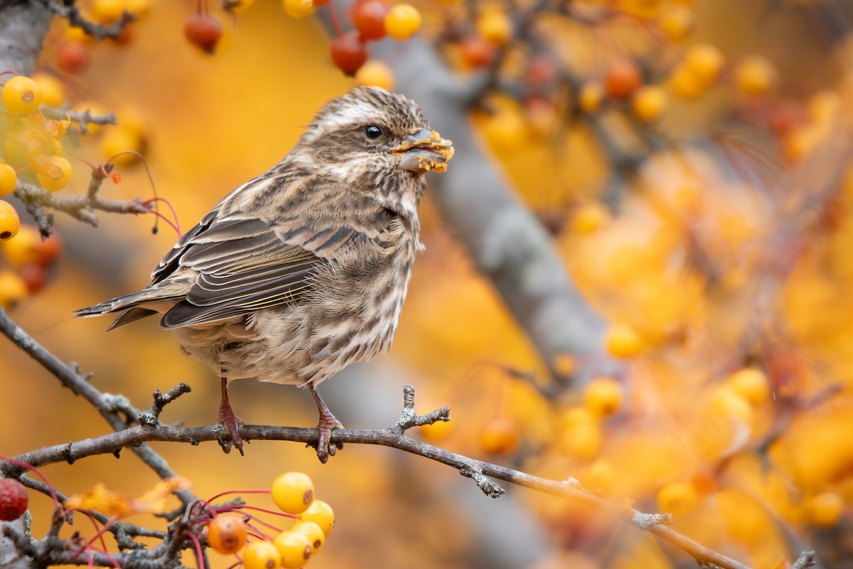 Purple Finch - ML645484413