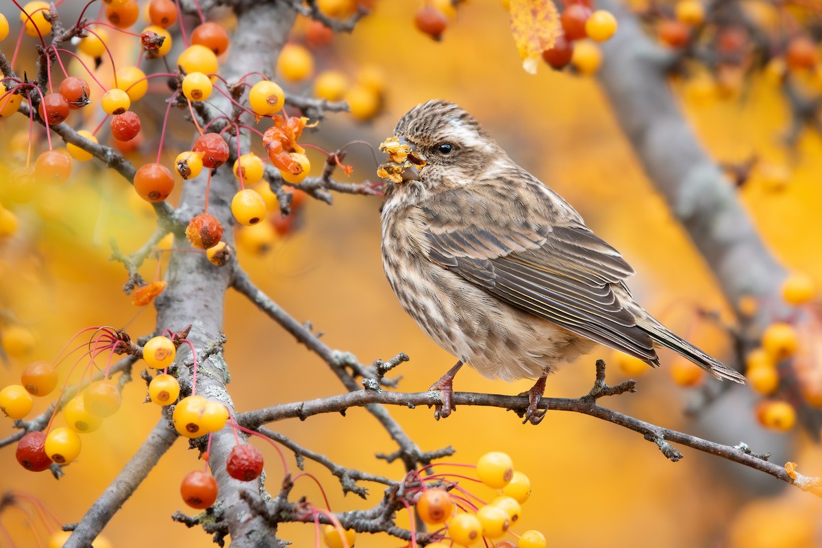 Purple Finch - ML645484414
