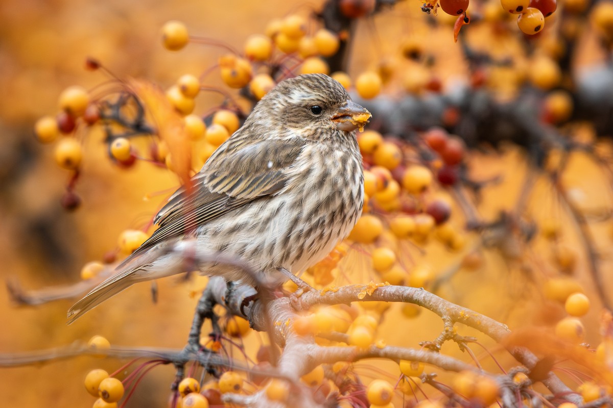 Purple Finch - ML645484415
