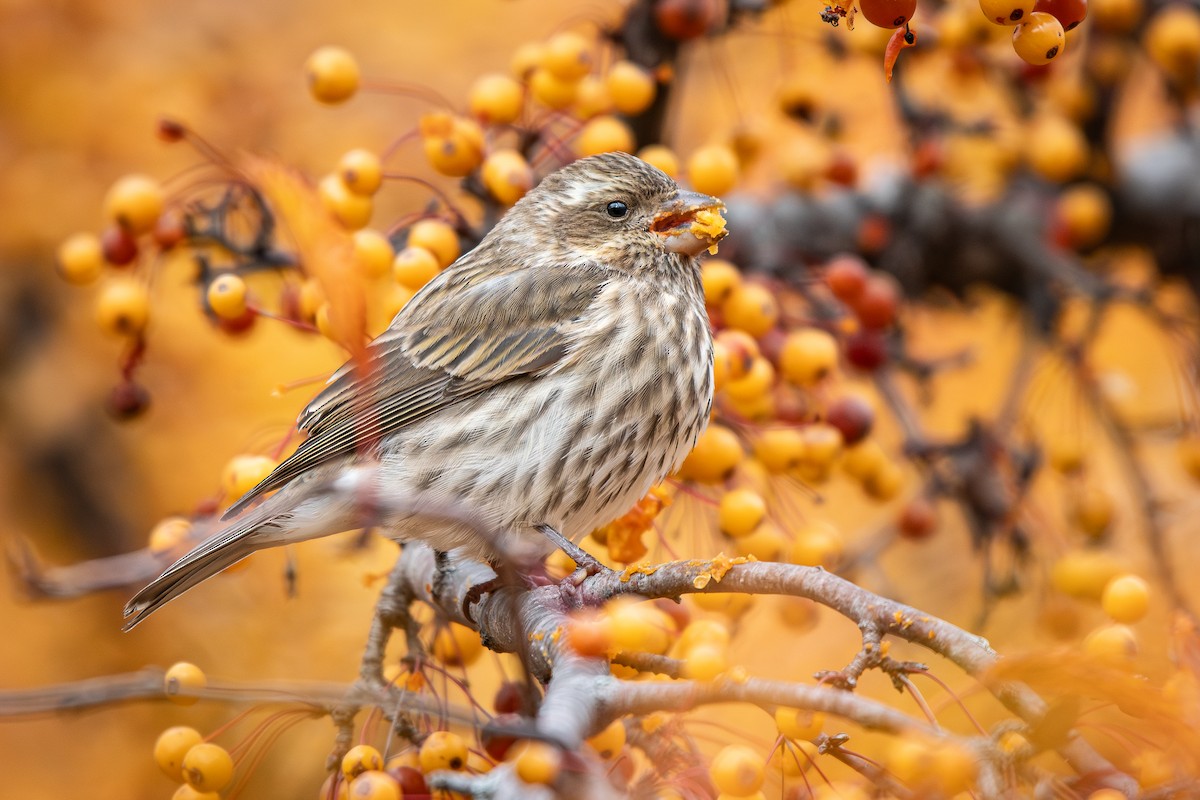 Purple Finch - ML645484416
