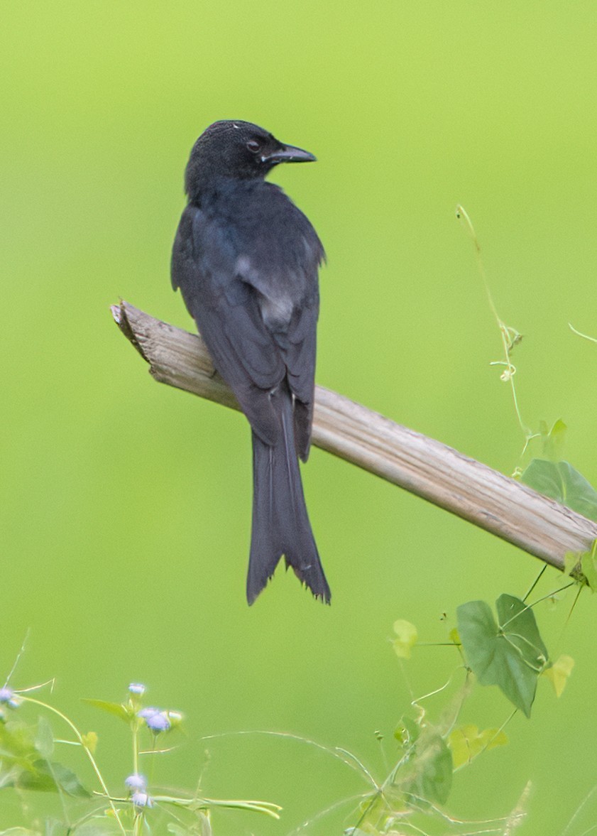 Black Drongo - ML645484426
