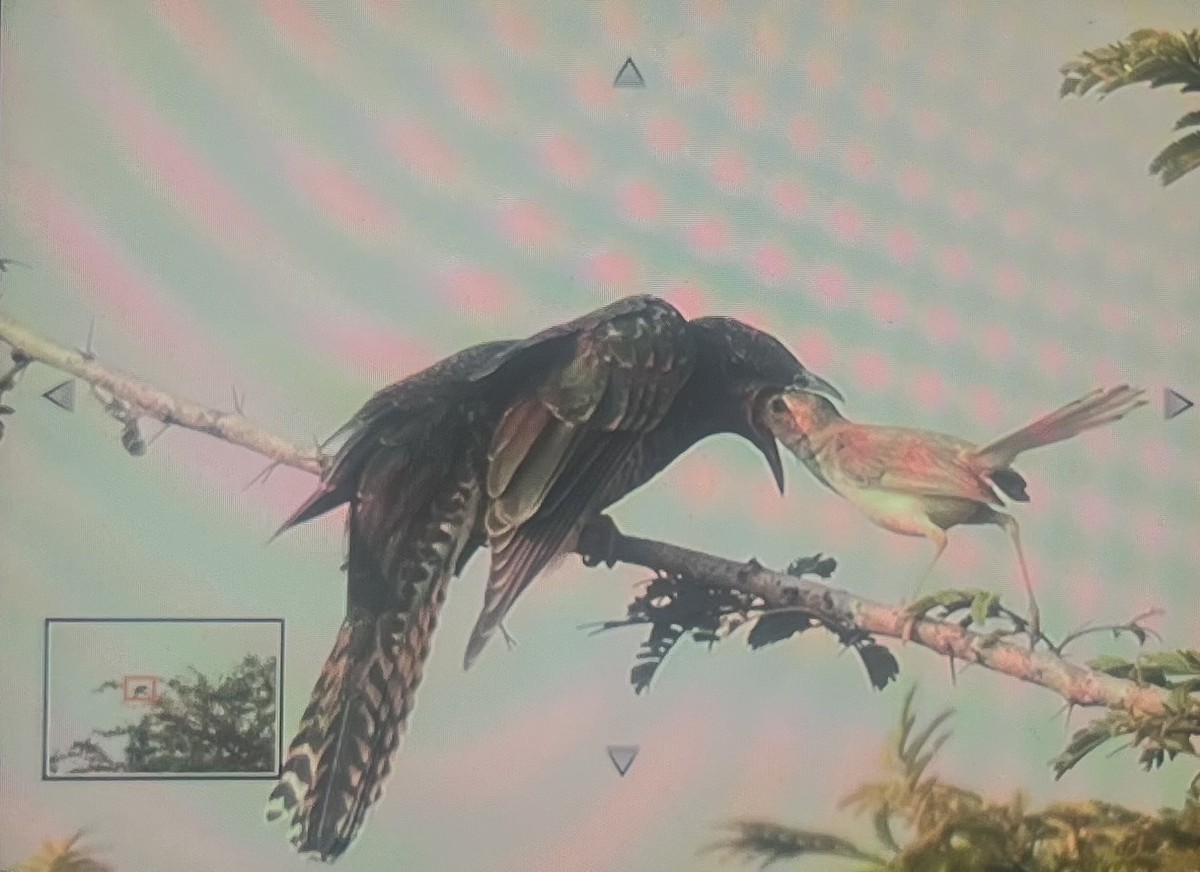 Cuco Pechigrís - ML645484428