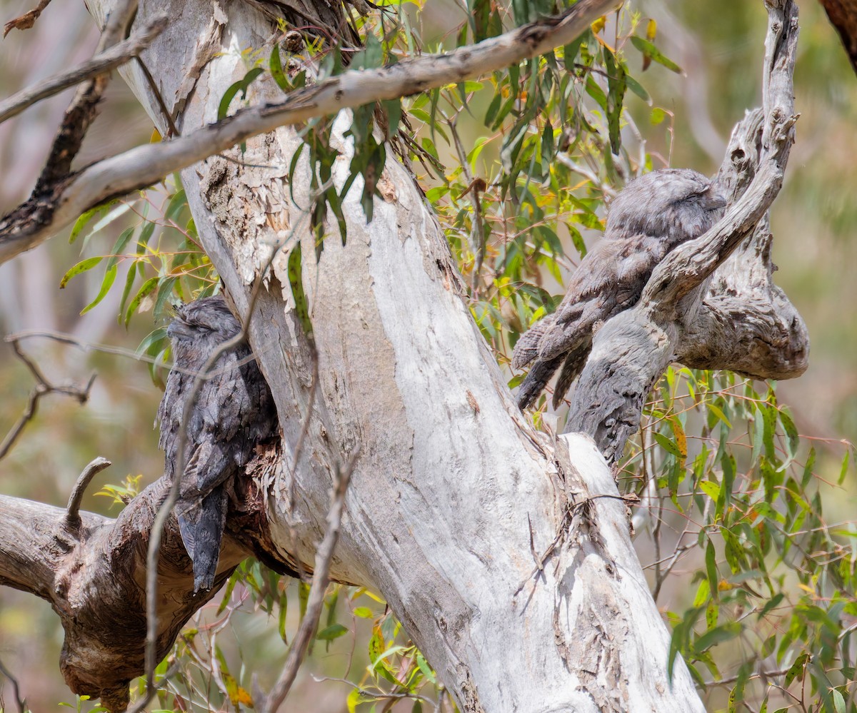 Tawny Frogmouth - ML645484429