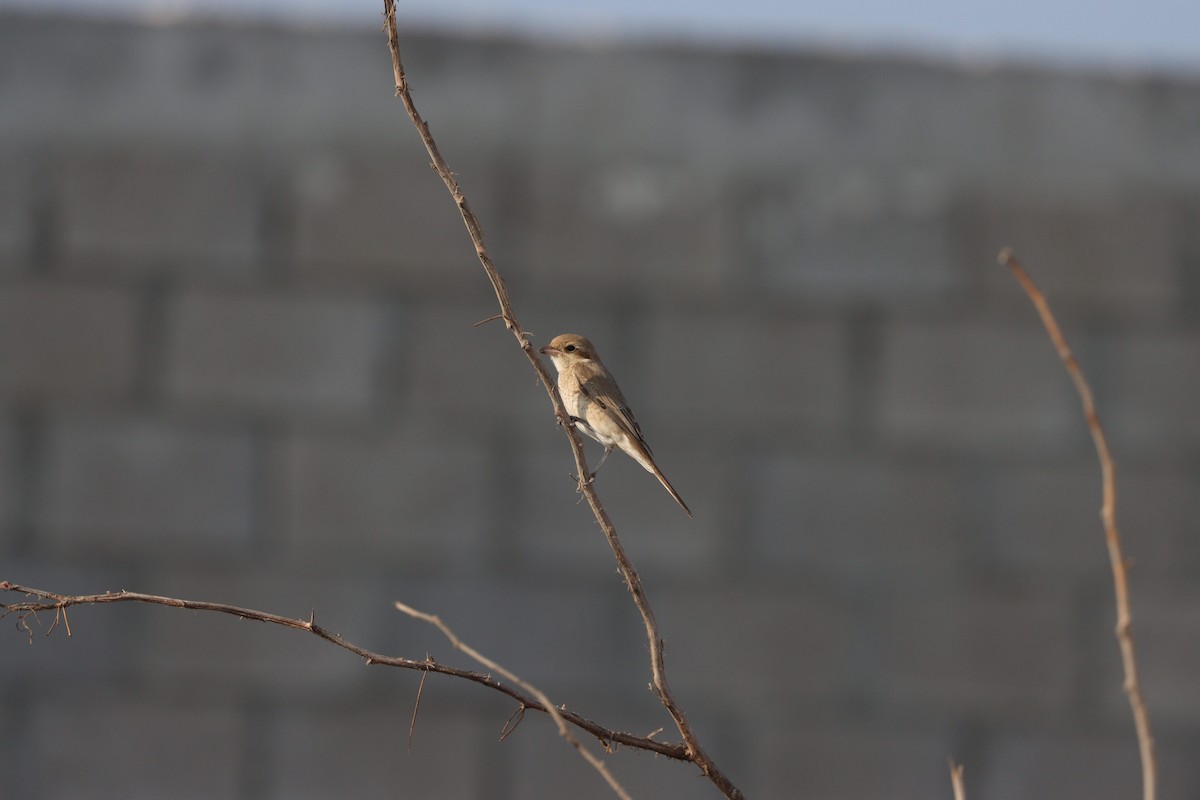 Isabellwürger - ML645484436