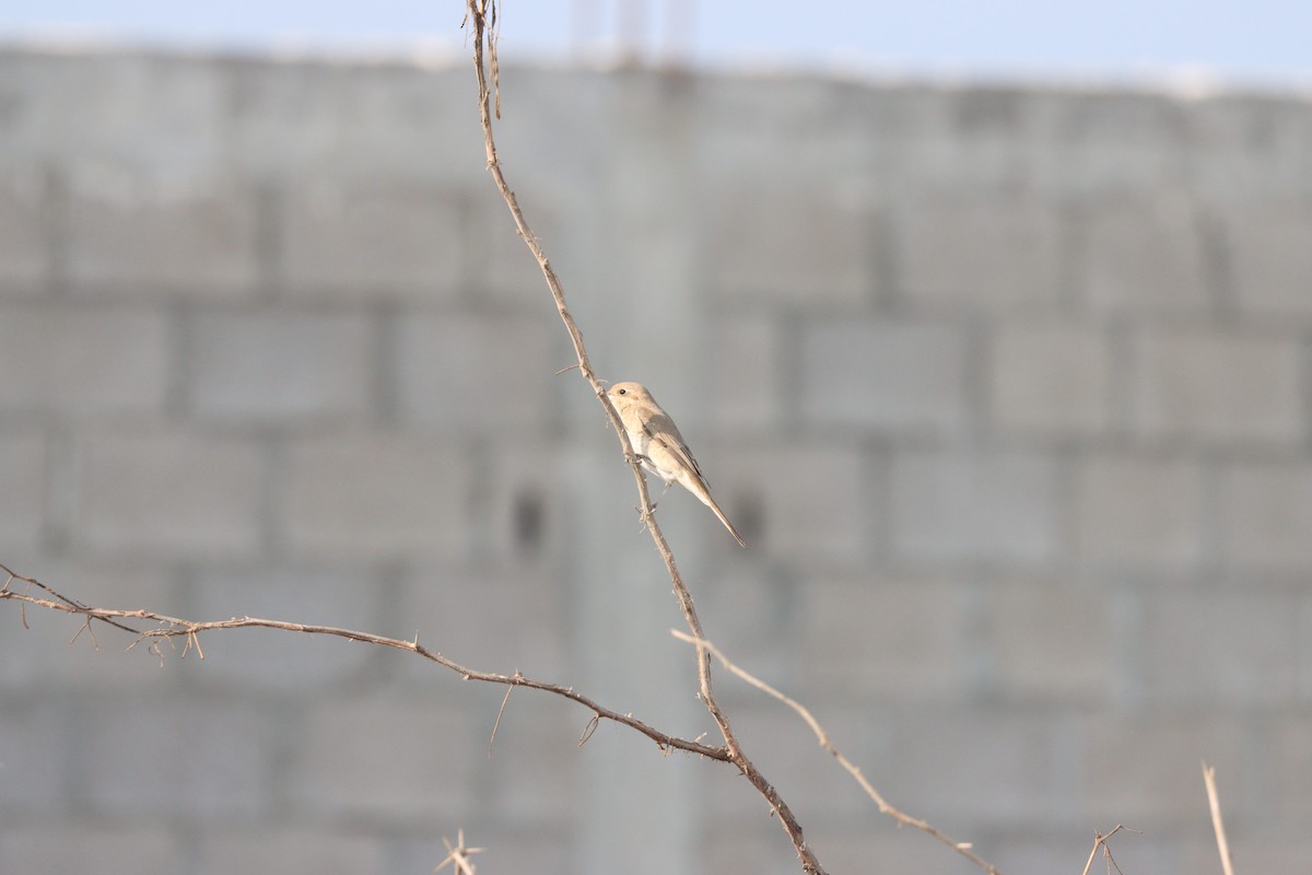 Isabellwürger - ML645484437