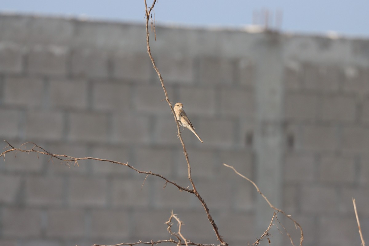 Isabellwürger - ML645484438