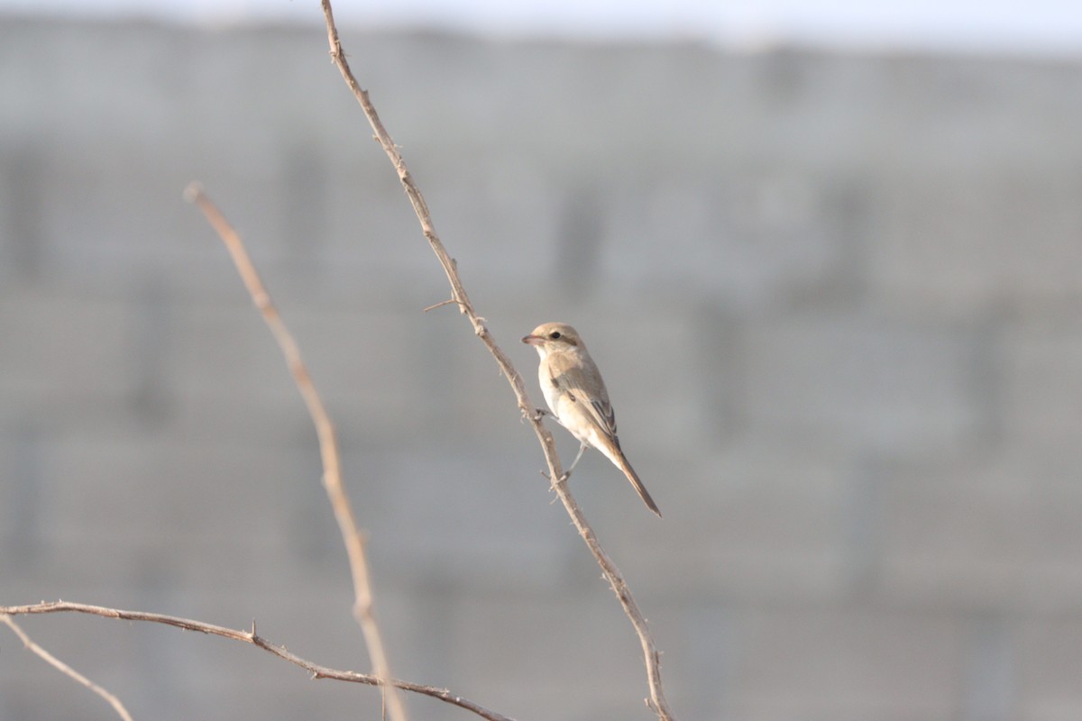 Isabellwürger - ML645484439