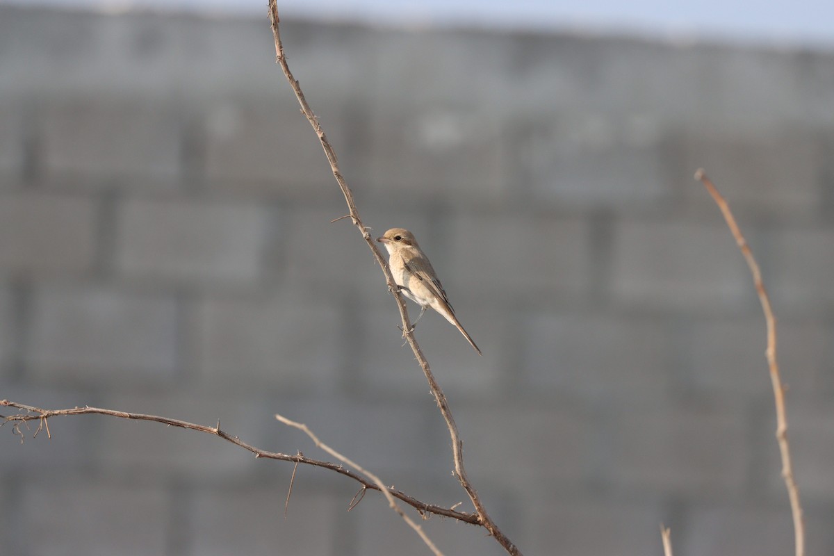 Isabellwürger - ML645484440