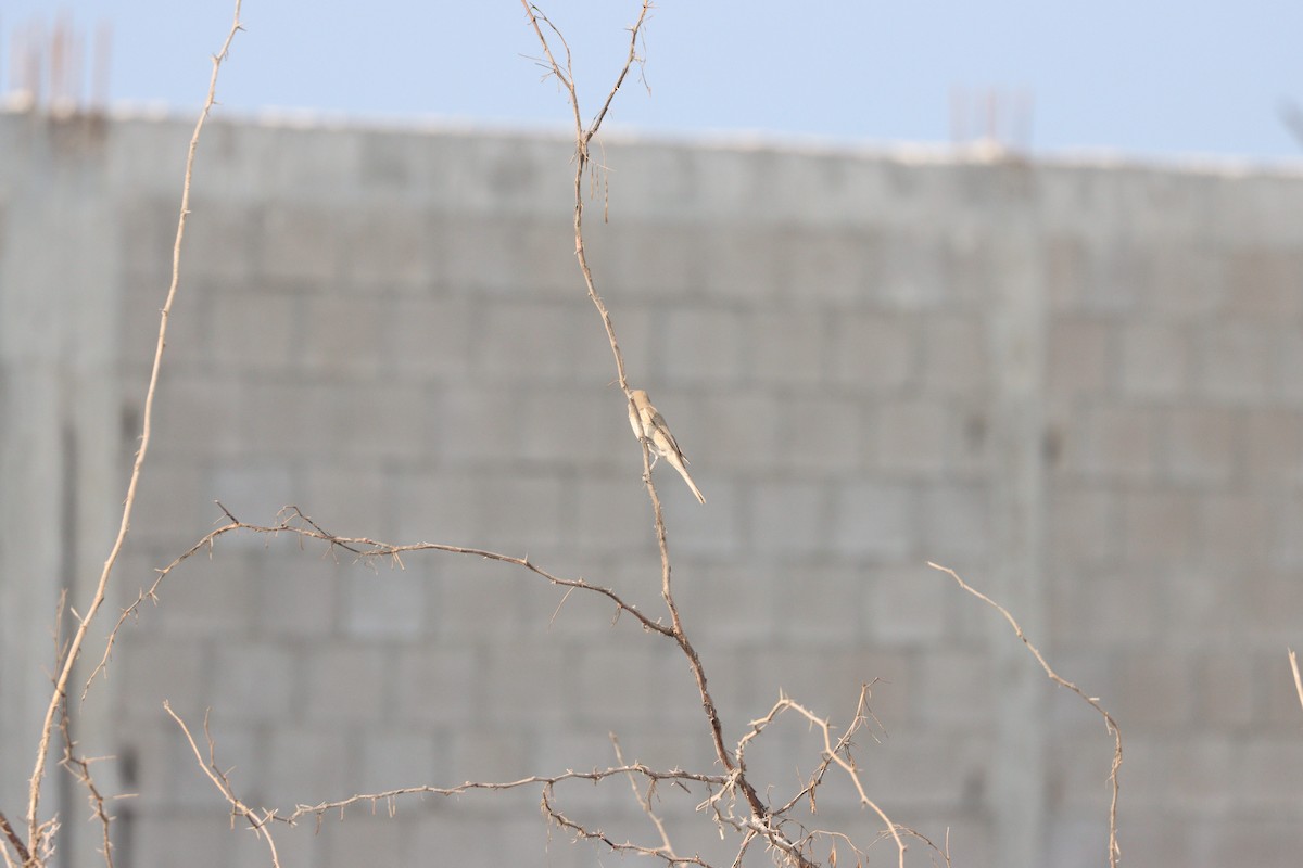 Isabellwürger - ML645484441