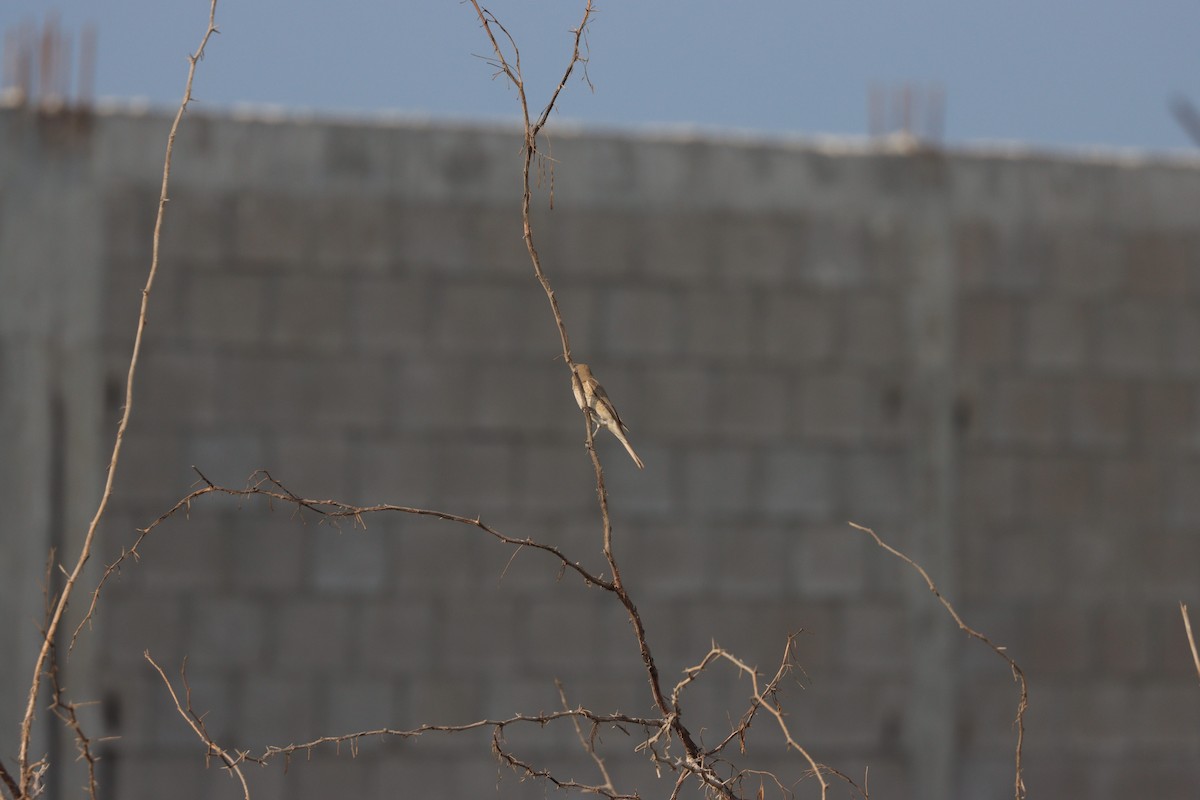 Isabellwürger - ML645484442