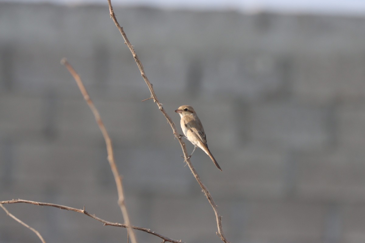 Isabellwürger - ML645484443