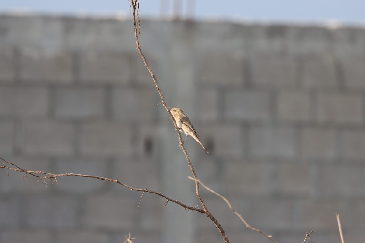 Isabellwürger - ML645484444