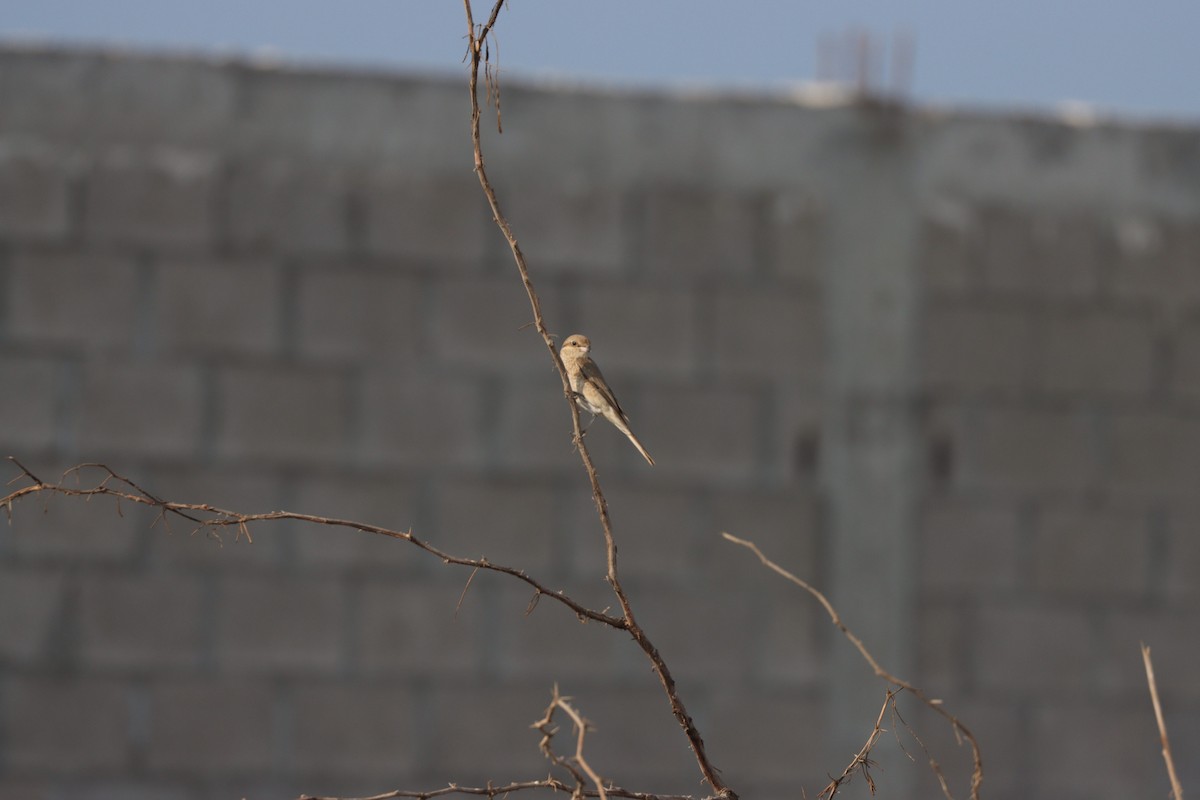 Isabellwürger - ML645484445