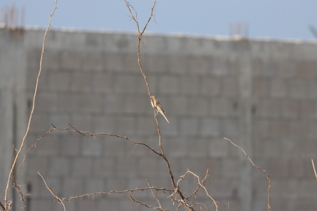 Isabellwürger - ML645484446