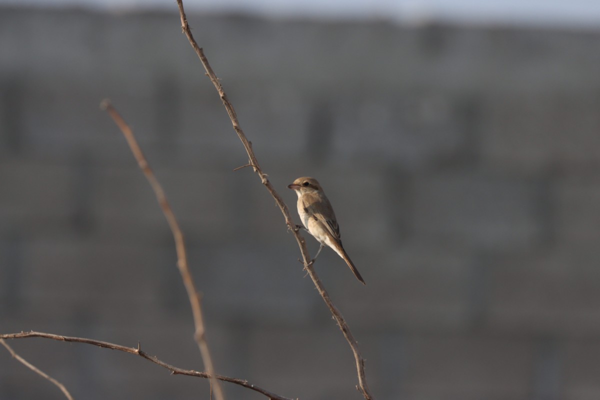 Isabellwürger - ML645484447