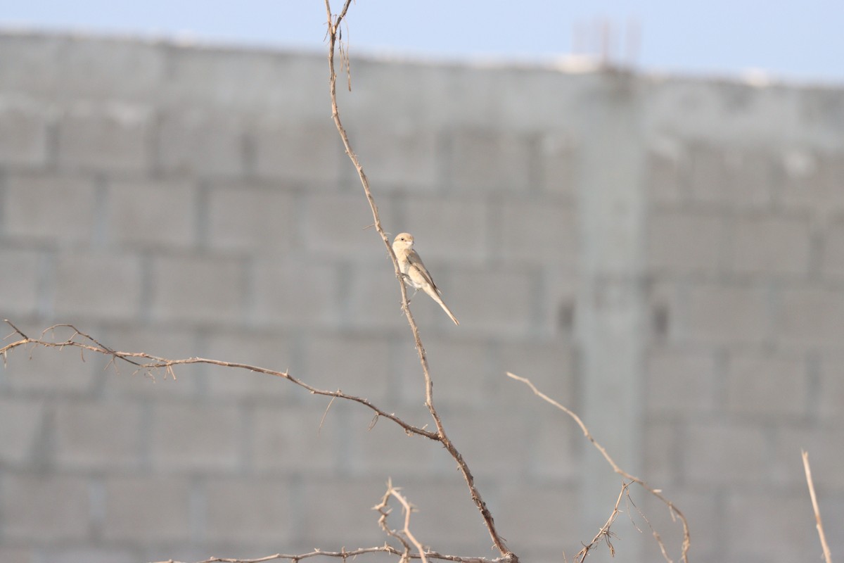 Isabellwürger - ML645484448