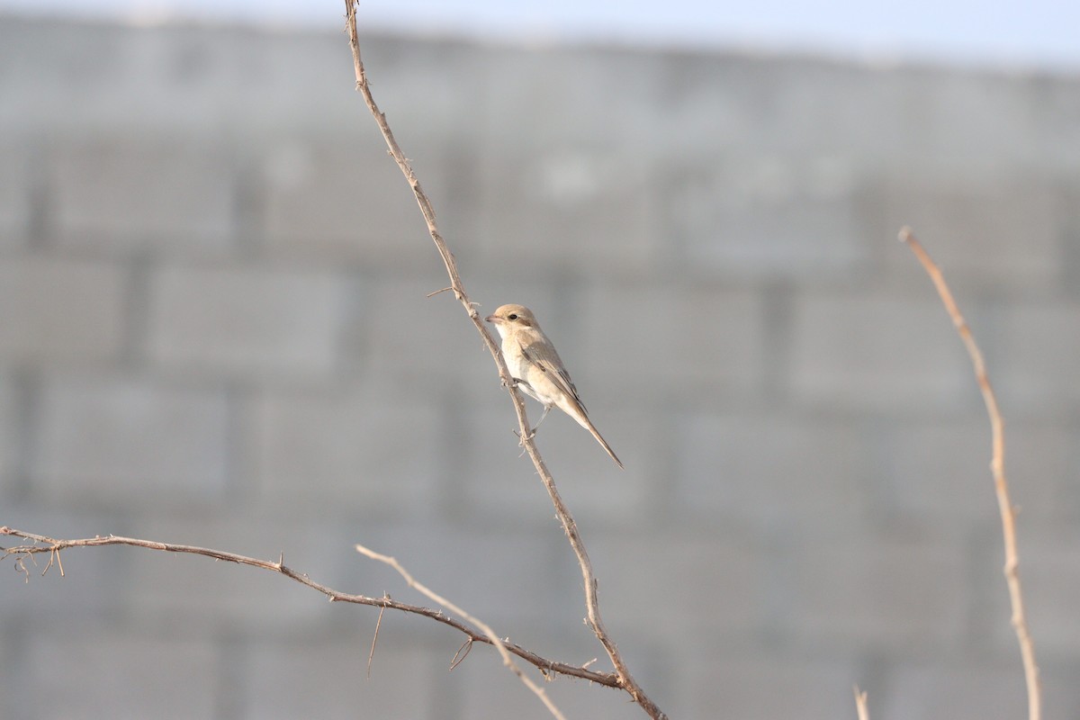 Isabellwürger - ML645484449