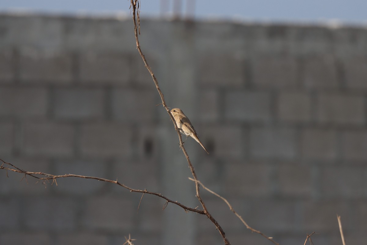 Isabellwürger - ML645484450