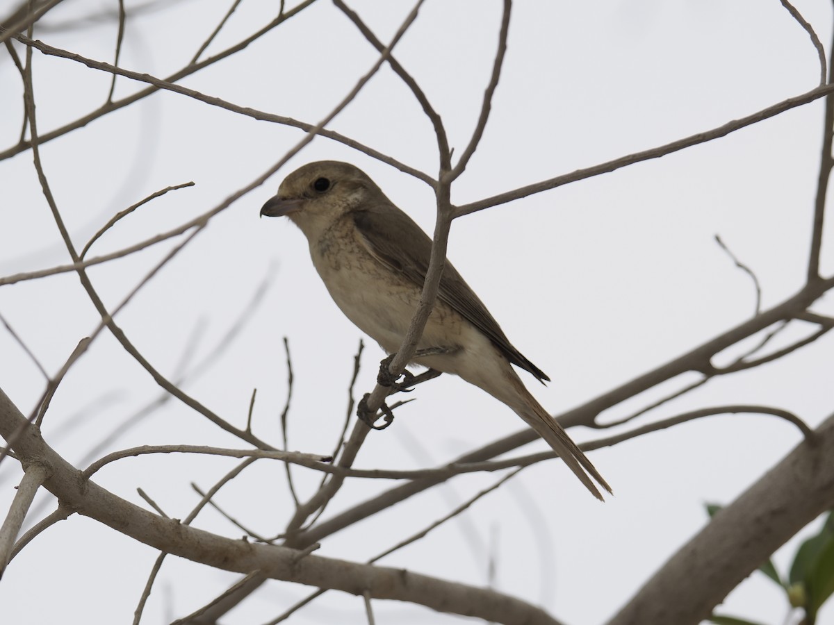 Isabellwürger - ML645484454