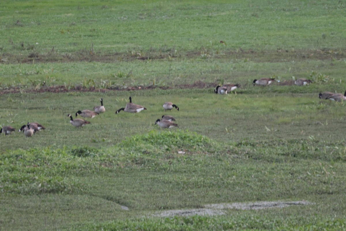 Barnacla Canadiense Grande - ML645484455