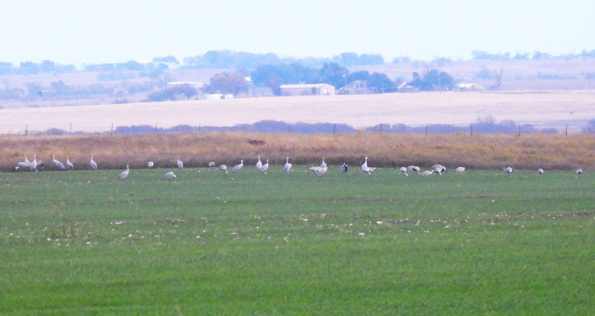 Sandhill Crane - ML645484460