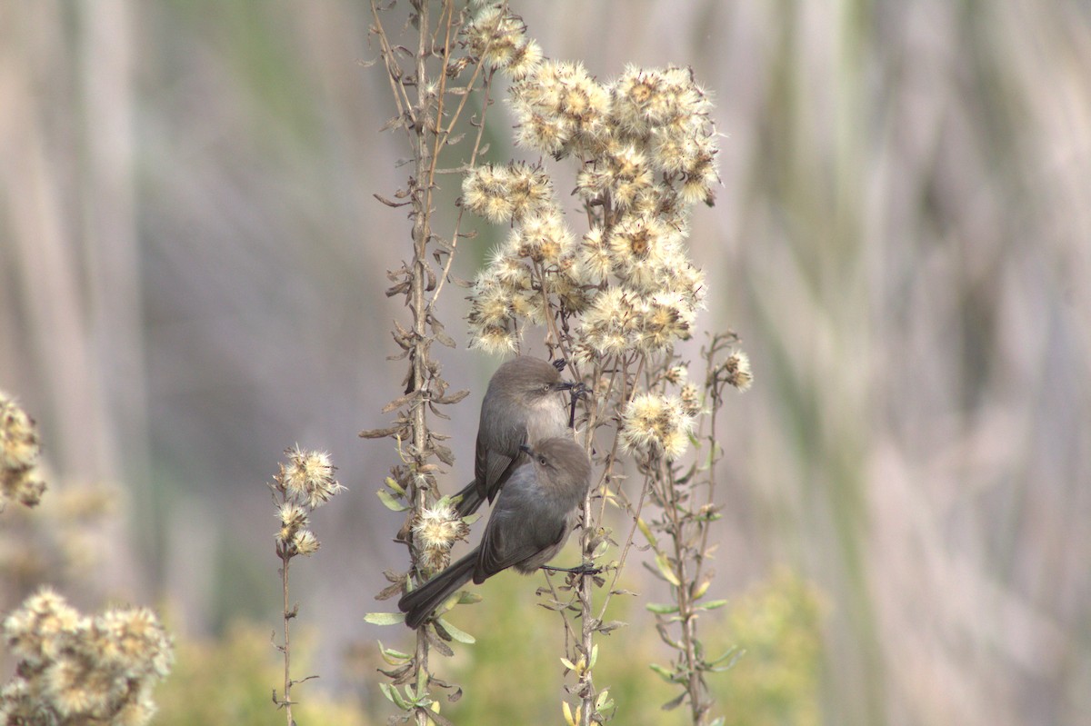 Buztanluze amerikarra - ML645484461