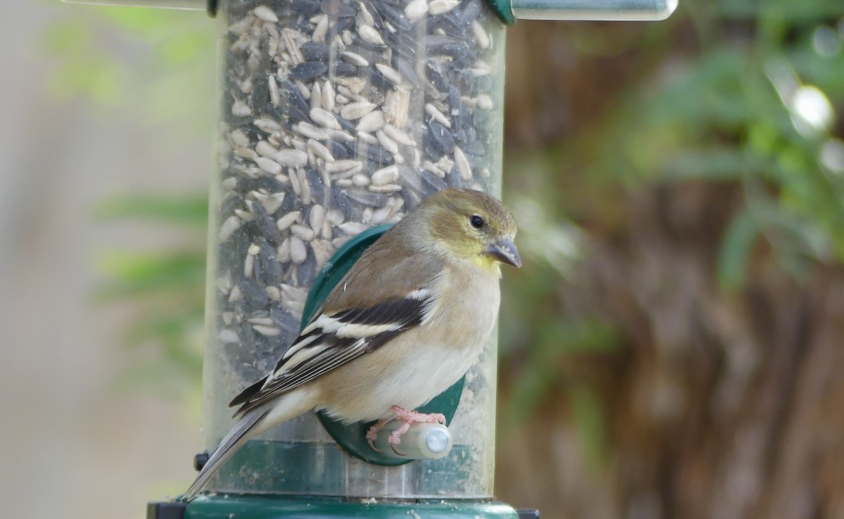 American Goldfinch - ML645484463