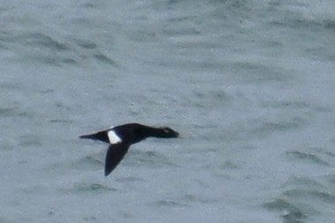 turpan sibiřský - ML645484467