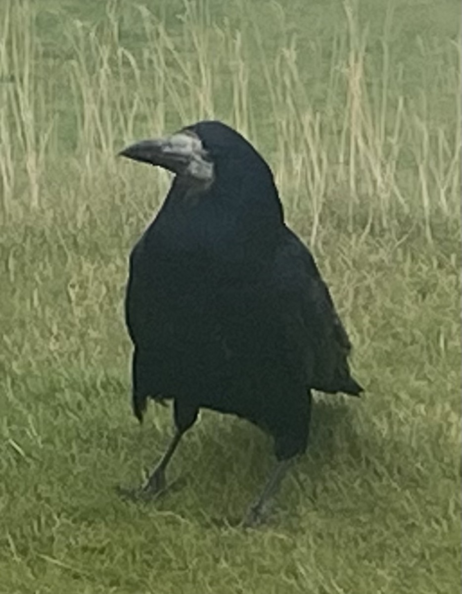 Corbeau freux - ML645484469