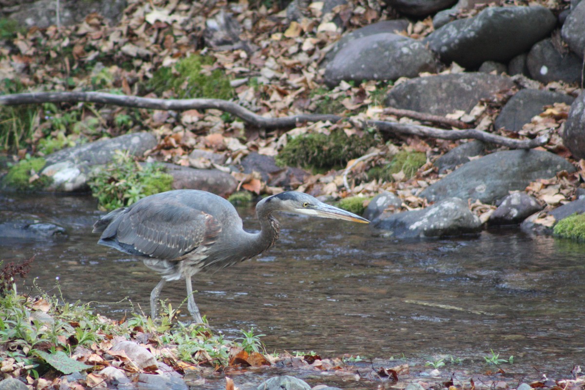Grand Héron - ML645484480