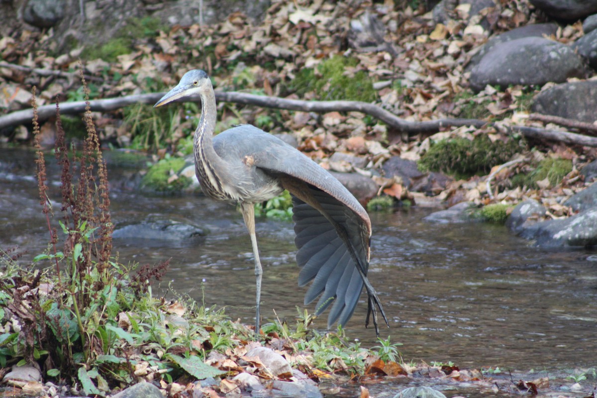 Grand Héron - ML645484482