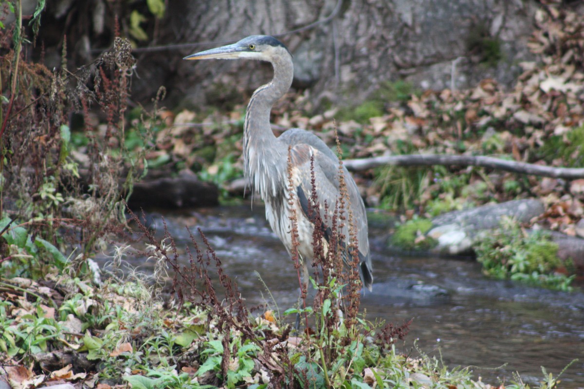 Grand Héron - ML645484483