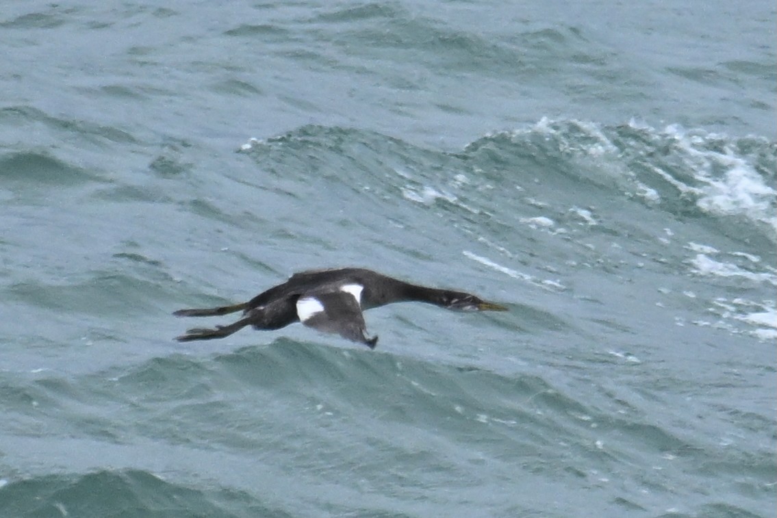 Grèbe jougris - ML645484487