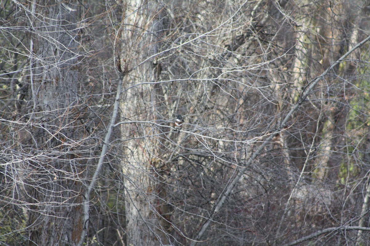 Belted Kingfisher - ML645484488