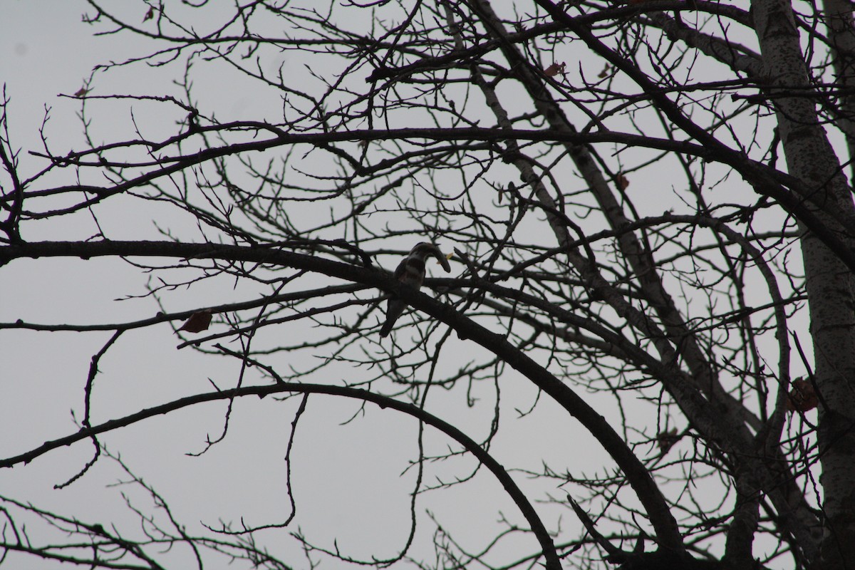 Belted Kingfisher - ML645484489