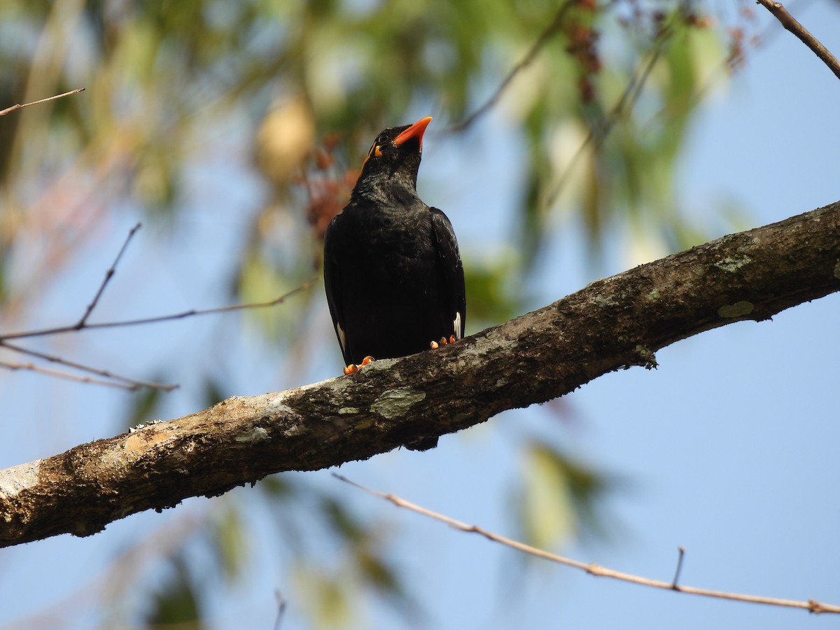 loskuták jižní - ML645484502