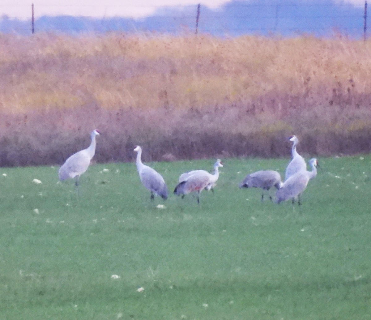 Sandhill Crane - ML645484503
