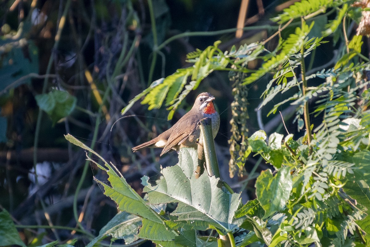 Siberian Rubythroat - ML645484504