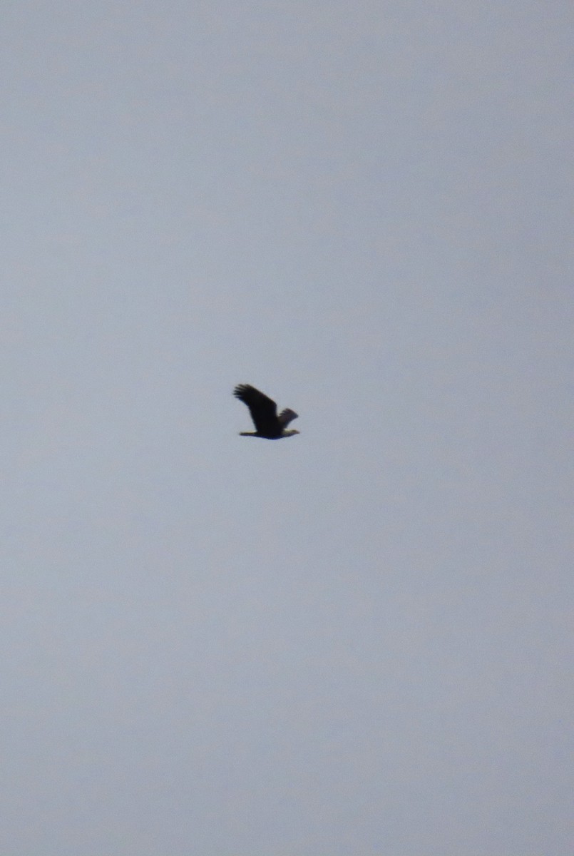 Bald Eagle - ML645484510