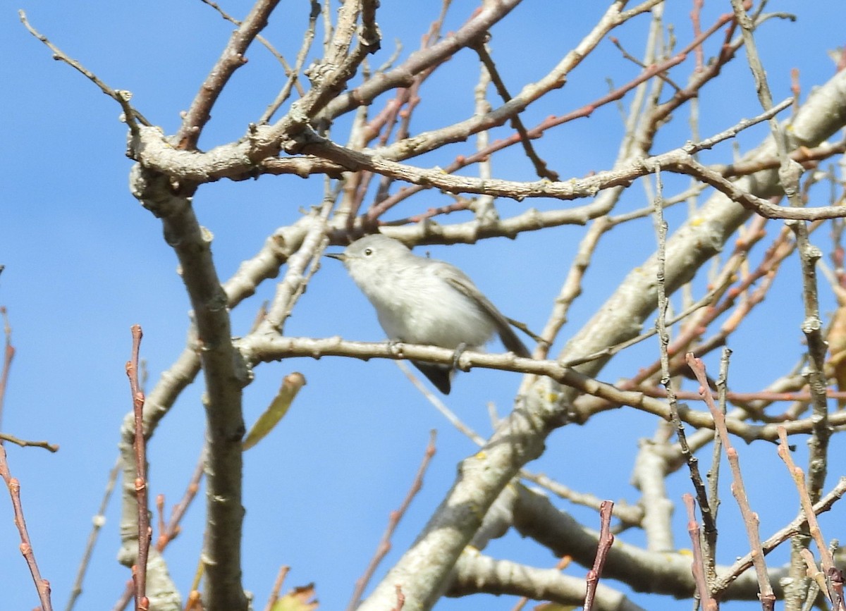 Blue-gray Gnatcatcher - ML645484513